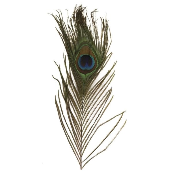 Pärlfjäder, 25 cm, 3 st