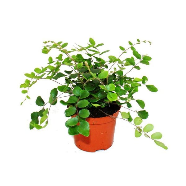 Pellaea rotundifolia - Pelle- eller urtidsfarn - 9 cm kruka