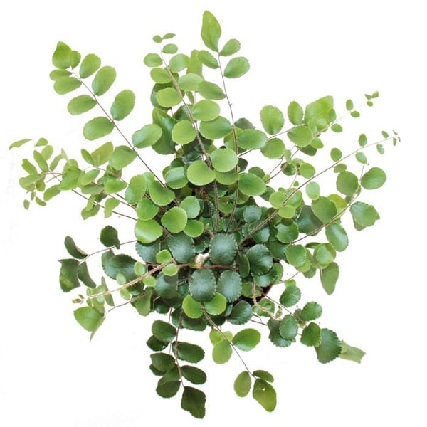 Pellaea rotundifolia - Pelle- eller urtidsfarn - 9 cm kruka