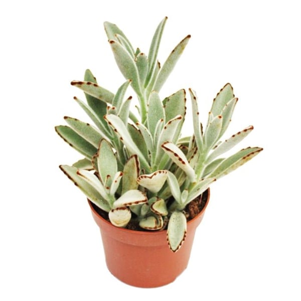 Kalanchoe tomentosa - kaninöron - i krukor 8,5 cm