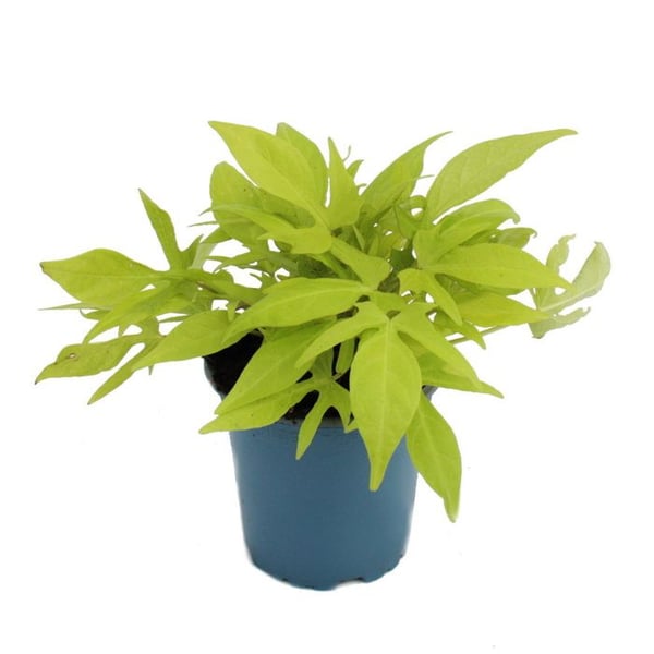 Sötpotatis - rabatt och balkongväxt - Ipomoea batatas - 12cm - set med 3 plantor - ljusgrön