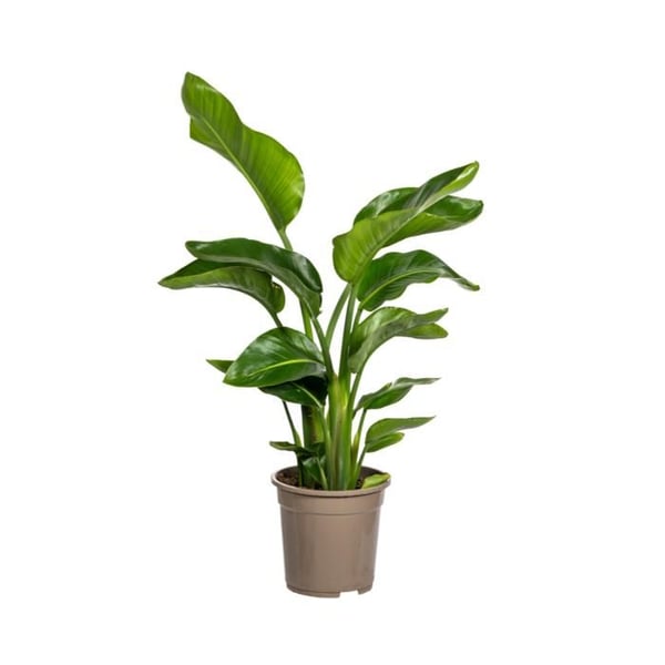 Strelitzia arborescent - Strelitzia nicolai - Tropisk växt - höjd ca. 90-110cm