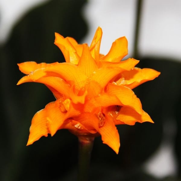 Skuggväxt med lysande blommor - Calathea crocata - kruka 14cm