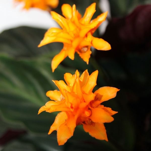 Skuggväxt med lysande blommor - Calathea crocata - kruka 14cm