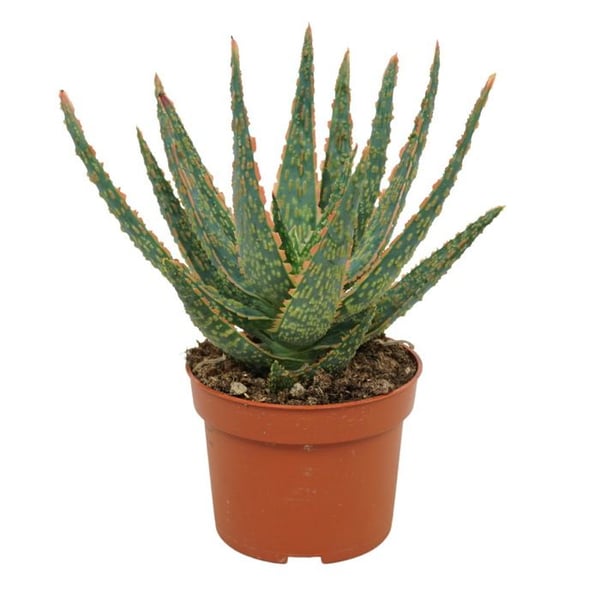 Aloe zebrina Danyz - Aloe mit orange-roten Rändern - 10,5cm Topf - sukkulente Zimmerpflanze
