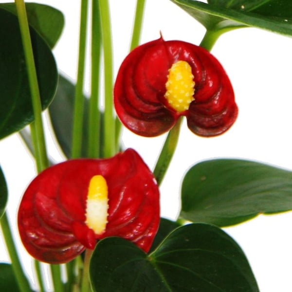 Liten flamingoblomma - Anthurium andreanum - baby anthurium - miniplanta - 7 cm kruka - röd blomning - Red Champion