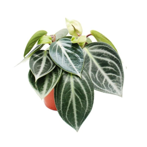 Peperomia sarcophylla - dvärgpeppar - i 15 cm kruka