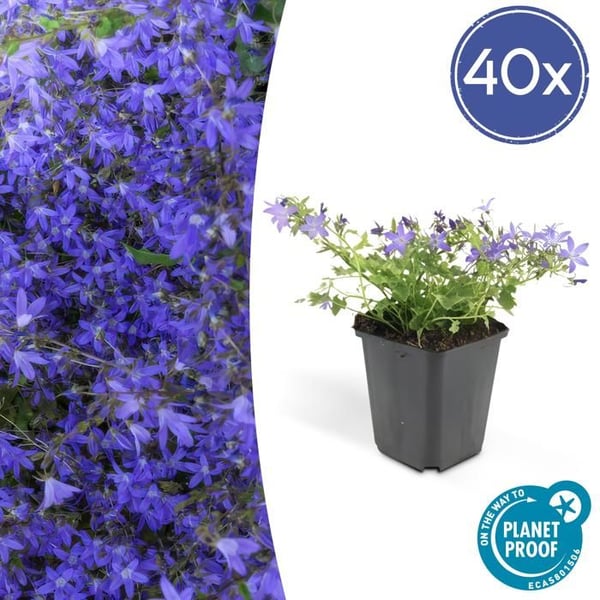 Flerårig klippväxt - Campanula poscharskyana 'Stella' - Kruka 9cm - Set med 40 växter