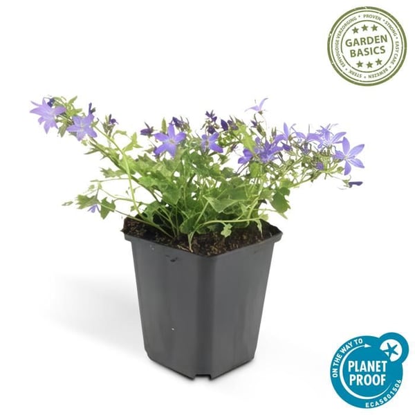 Flerårig klippväxt - Campanula poscharskyana 'Stella' - Kruka 9cm - Set med 40 växter