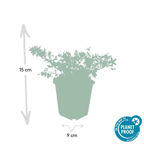 Flerårig klippväxt - Campanula poscharskyana 'Stella' - Kruka 9cm - Set med 40 växter