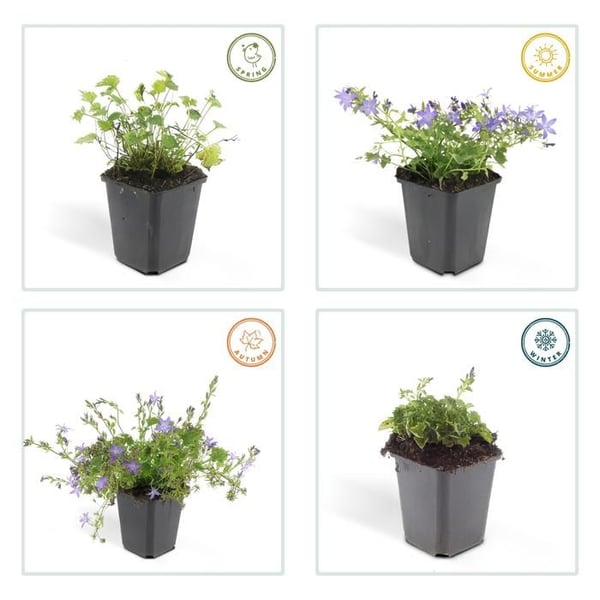 Flerårig klippväxt - Campanula poscharskyana 'Stella' - Kruka 9cm - Set med 40 växter