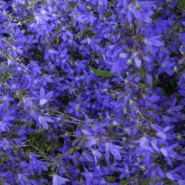 Flerårig klippväxt - Campanula poscharskyana 'Stella' - Kruka 9cm - Set med 40 växter