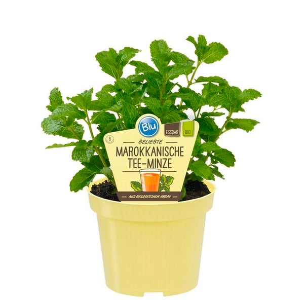 Marockansk te-mynta i ekologisk kvalitet - Mentha spicata - örtplanta i 12 cm kruka
