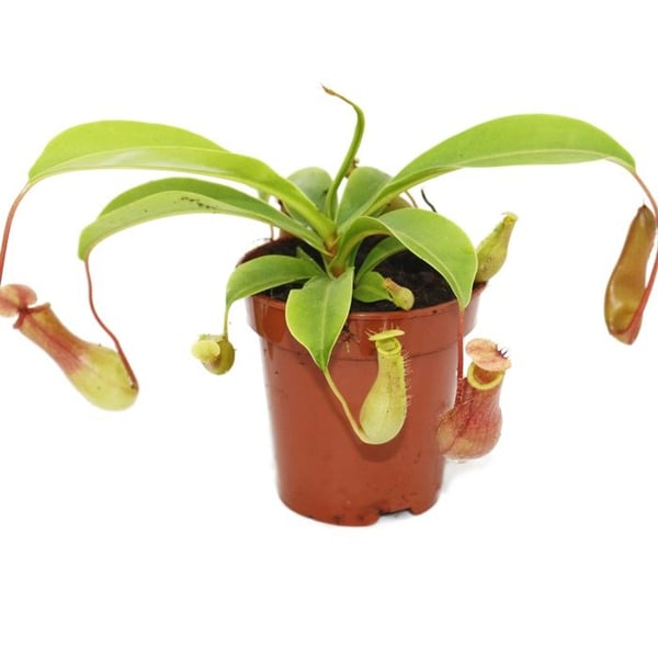 Kannenväxt - Nepenthes - 9 cm kruka