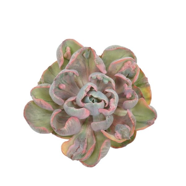 Echeveria "Cleopatra" - sällsynthet - Lättskött suckulent - kruka 10,5cm
