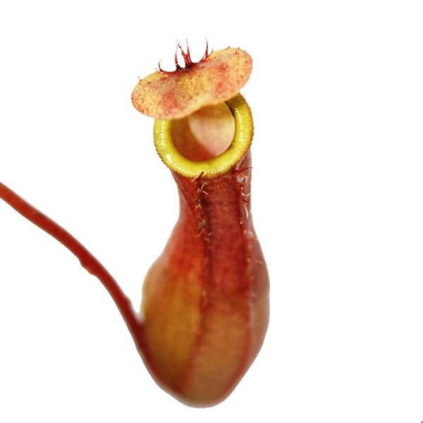 Kannenväxt - Nepenthes - 9 cm kruka