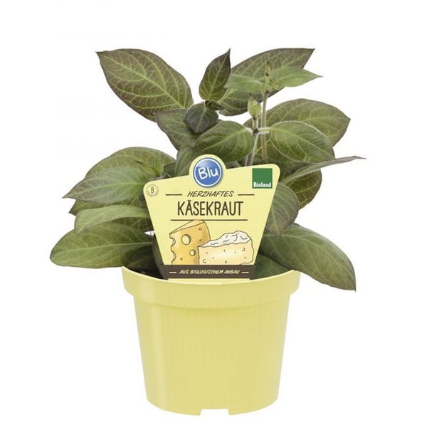Kvalitets BIO-ostört - Paederia lanuginosa - Aromatisk växt i 12 cm kruka