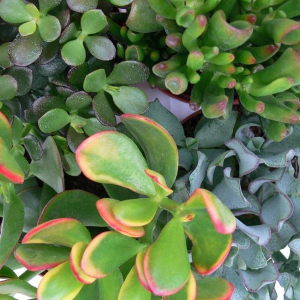 Pengarträdsset, 3 olika Crassula-arter i 12 cm kruka