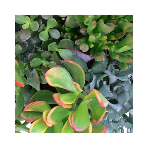 Pengarträdsset, 3 olika Crassula-arter i 12 cm kruka
