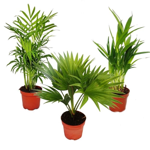 Zimmerpalmer - 3-pack - Bergpalme (Chamaedorea) - Fächerpalme (Livistona) - Areca (Guldfruktspalme)