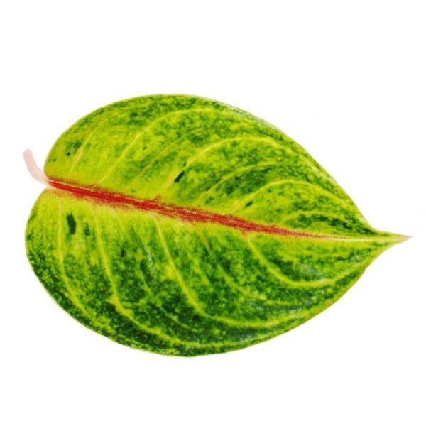 Aglaonema Iguana Red - Flodpärlmussla med mönstrade filament - Ovanliga sorter - 12cm - höjd ca 25-30cm