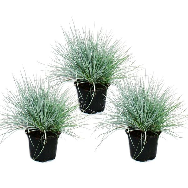 Blått fäbodsgräs - Festuca glauca - set med 3 växter - kruka 9cm