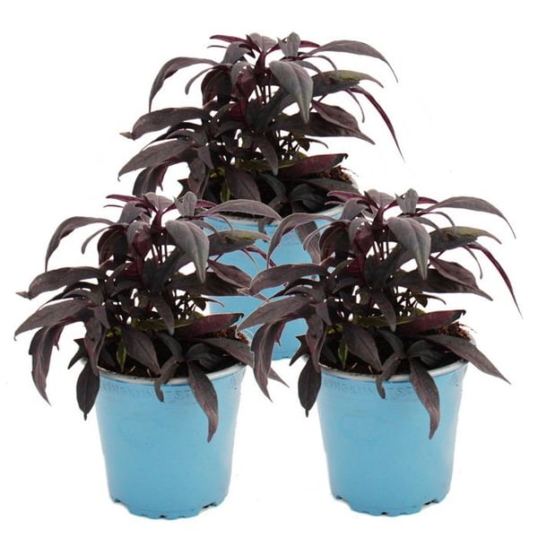 Sötpotatis - rabatt och balkongväxt - Ipomoea batatas - 12cm - set med 3 plantor - lila
