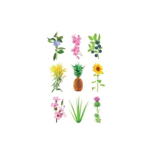 Dekorativ plante - CLICK AND GROW - Fyld - Eksperimentel 3 stk.