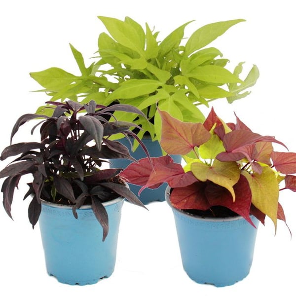Sötpotatis - rabatt och balkongväxt - Ipomoea batatas - 12cm - set med 3 plantor - mix av färger