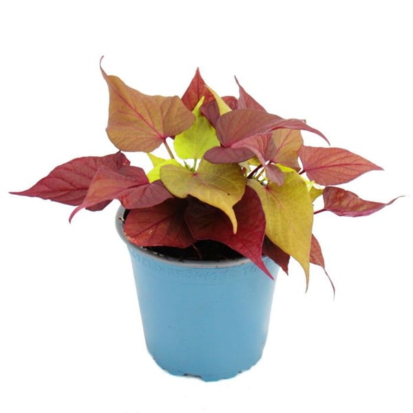 Sötpotatis - rabatt och balkongväxt - Ipomoea batatas - 12cm - set med 3 plantor - mix av färger