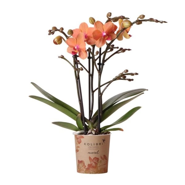Kolibriorkidé Phalaenopsis orange - Mineral Bolzano - krukstorlek 9cm blommande krukväxt - färsk från producenten