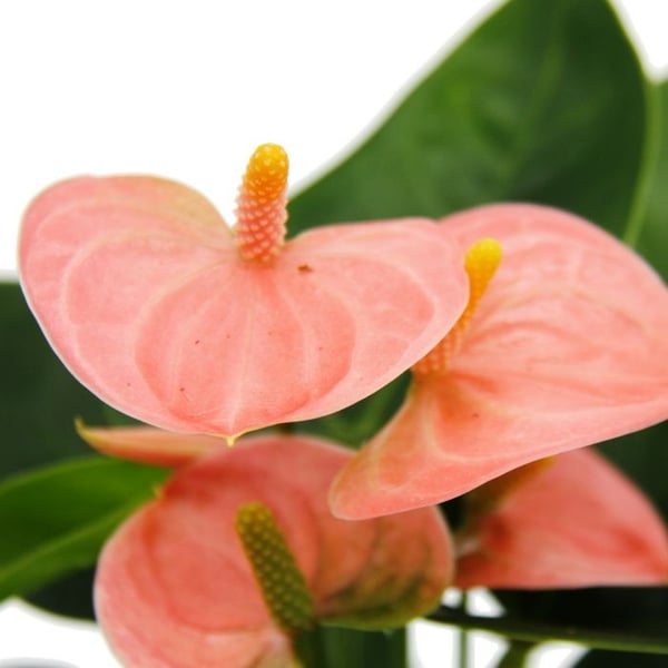 Liten flamingoblomma - Anthurium andreanum - baby anthurium - miniplanta - 7 cm kruka - laxrosa blommor - Spirit