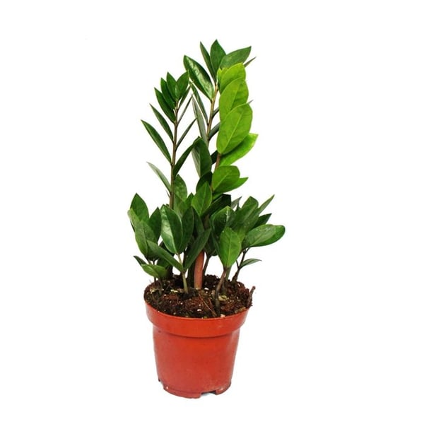 Zamioculcas zamiifolia - Zamio Palm - Zamio Fern 12cm Kruka