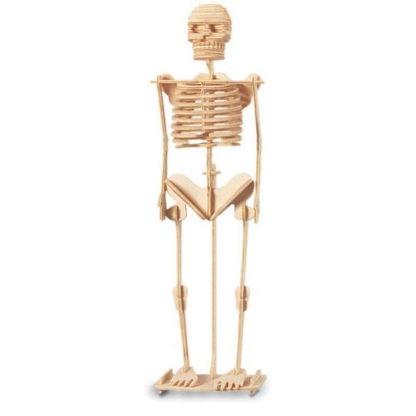 Trämodell Skelett