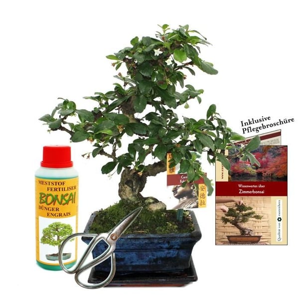 Presentset Bonsai "Carmona" - Fukienté - ca. 6 år gammal - Nybörjarset