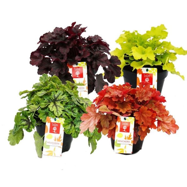 Rustik marktäckare - Heuchera mix - Indiska sommaren - 8 stora plantor - lila klockor