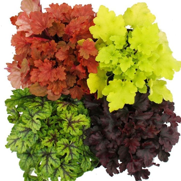 Rustik marktäckare - Heuchera mix - Indiska sommaren - 8 stora plantor - lila klockor