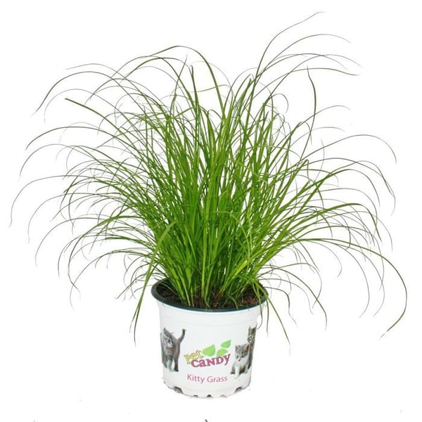 Katzengras - Cyperus alternifolius - för att stödja matsmältningen hos katter