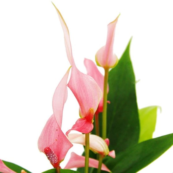 Liten rosa flamingoblomma - Anthurium andreanum - babyanthurium - miniväxt - 7 cm kruka - små rosa blommor - Lilli