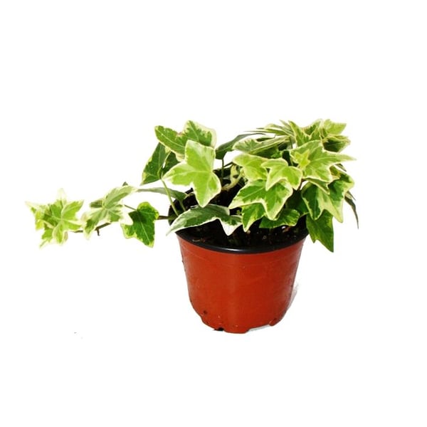 Hedera helix - efterslängande murgröna, vitt lövverk, kruka 9 cm