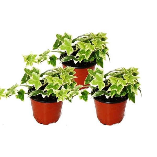Hedera helix, 3-set, murgröna, vitprickigt bladverk, 9 cm kruka