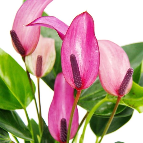 Liten rosa flamingoblomma - Anthurium andreanum - baby anthurium - miniväxt - 7 cm kruka - små lila blommor - Zizou