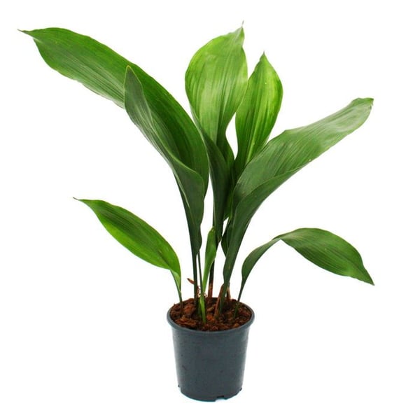 Schusterpalme - Aspidistra elatior - Inomhusväxt - 15cm kruka