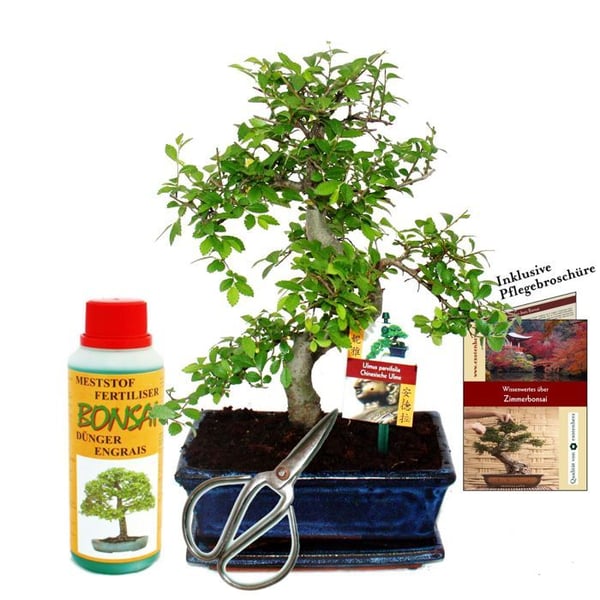 Gåvoset Bonsai "Ulmus" - Kinesisk alm - ca 8 år gammal - Nybörjarset