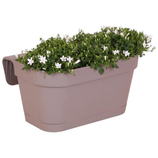 Campanule Addenda - vit skogshyacint - grå balkonglåda med 3 Campanuler i 12 cm kruka - härdig perenn