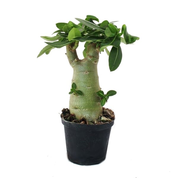 Liten ökenros, adenium, överraskande färg, kruka på 16 cm