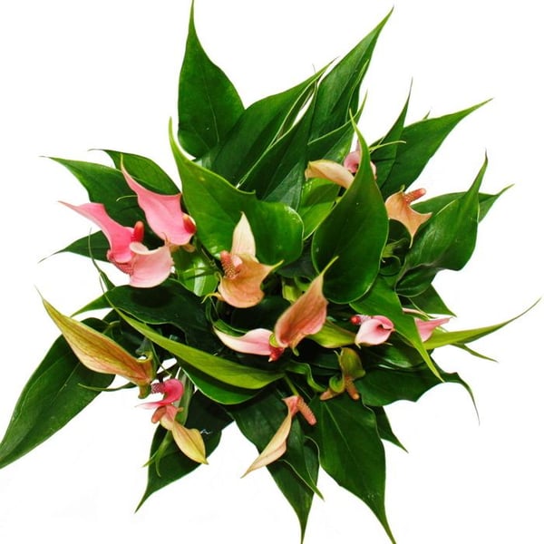 Flamingoblume - Anthurium andreanum - Anthurie - 12cm kruka - småblommande rosa blomning - Lilli