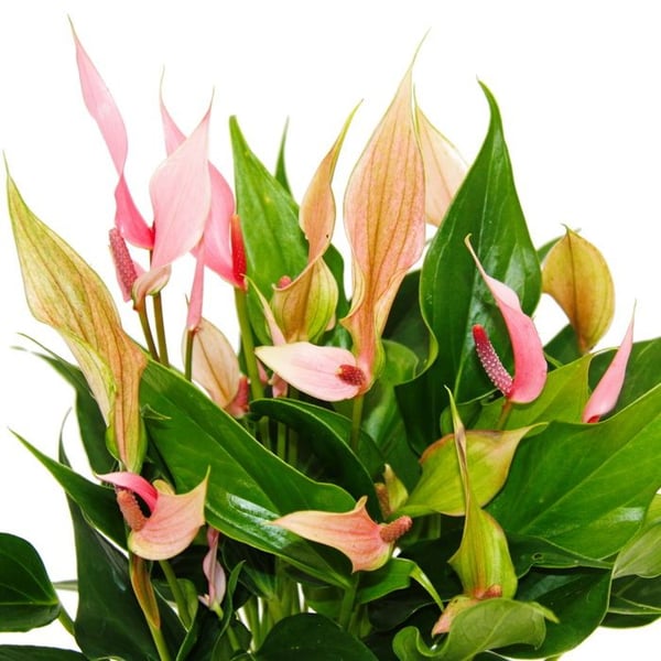 Flamingoblume - Anthurium andreanum - Anthurie - 12cm kruka - småblommande rosa blomning - Lilli