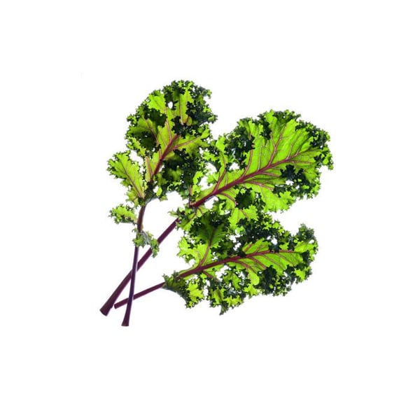 Smart Garden Click and Grow frø til indendørs have - rød grønkål