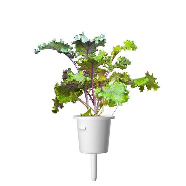 Smart Garden Click and Grow frø til indendørs have - rød grønkål